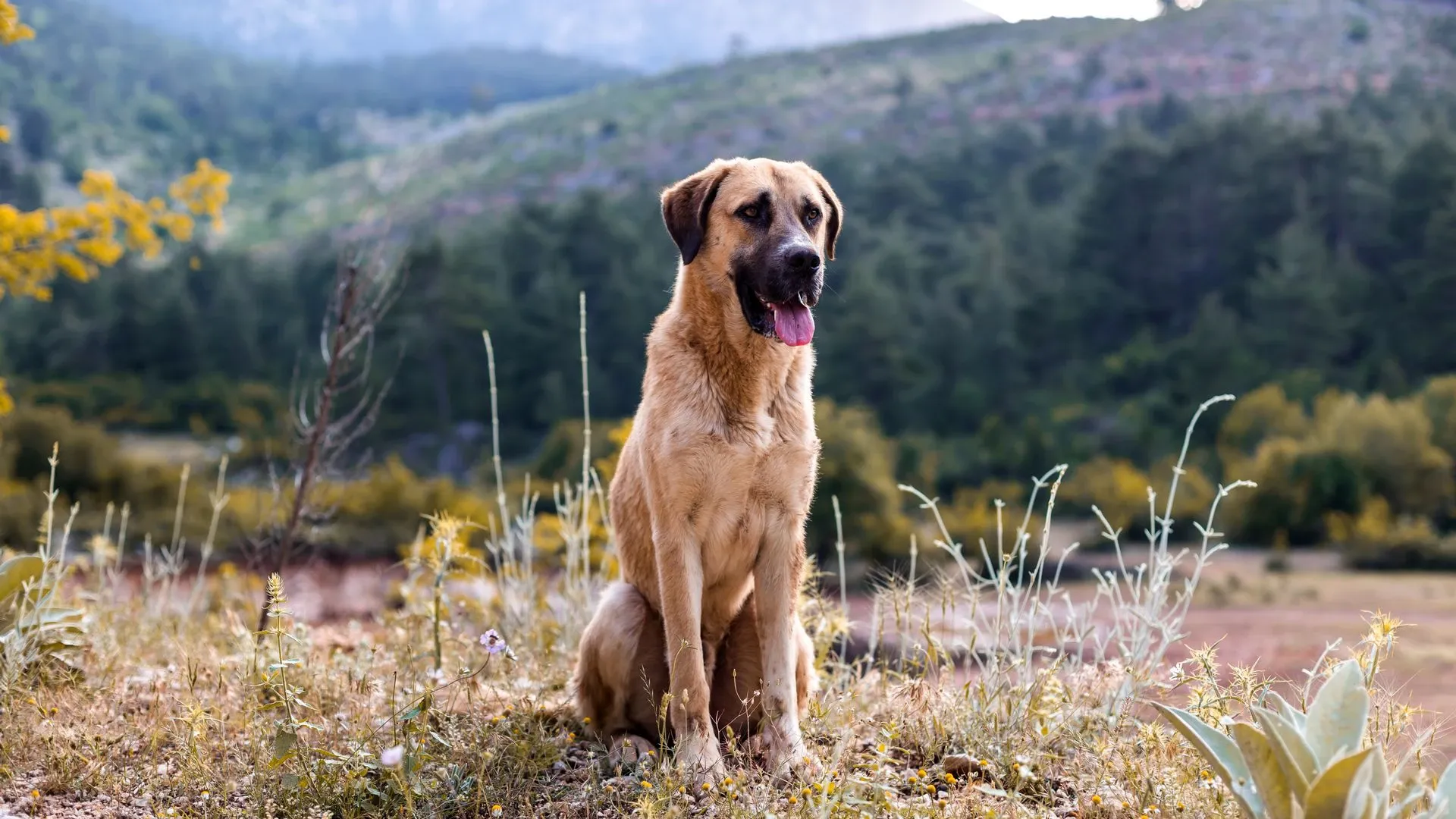Anatolian Shepherd Dog